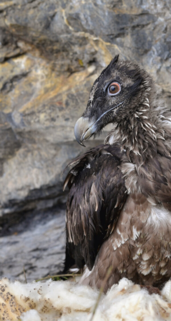 Frutt Erleben Sommer Erlebnisse Bartgeier Intro