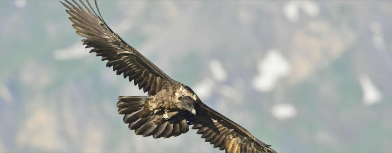 Frutt Erleben Sommer Erlebnisse Bartgeier Footer