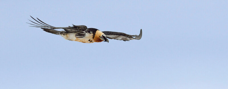 Frutt Erleben Sommer Erlebnisse Bartgeier Hero