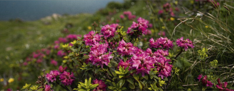 Frutt Erleben Sommer Erlebnisse Kinderwagen Wanderungen Footer