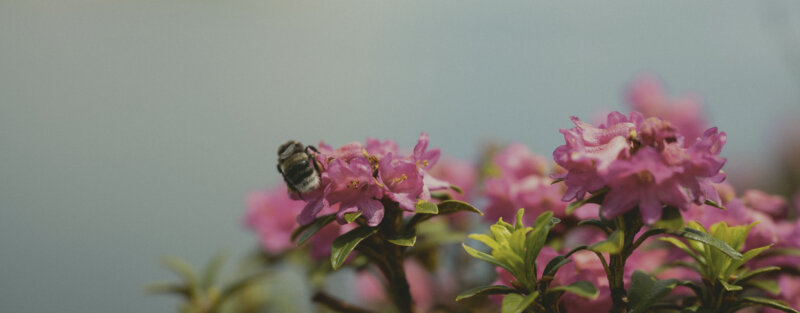 Frutt Entdecken Sommer Footer