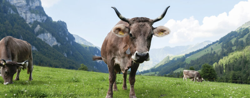 Frutt Entdecken Sommer Kulturelles Footer