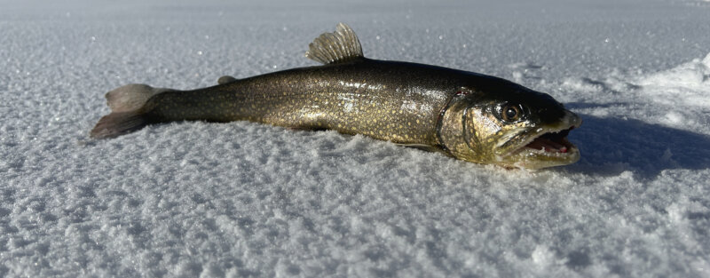 Frutt Entdecken Winter Eisfischenregeln Hero