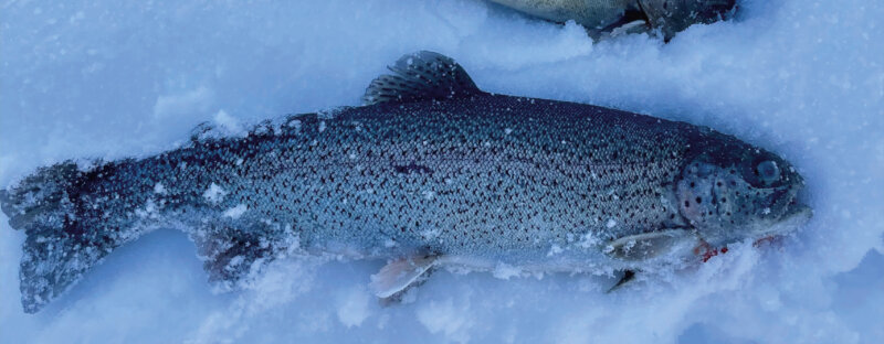 Frutt Entdecken Winter Eisfischen Footer