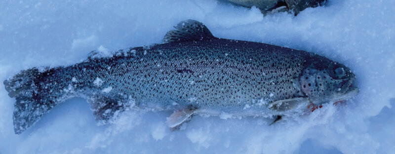 Frutt Entdecken Winter Eisfischen Footer