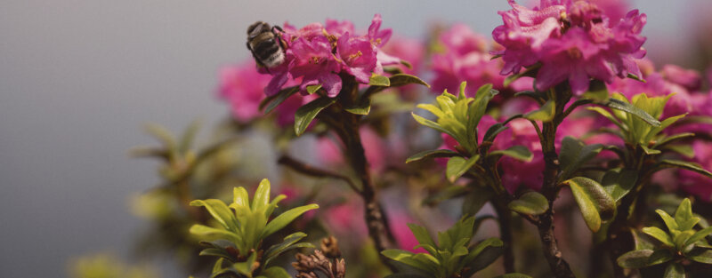 Frutt Essen Schlafen Sommer Restaurants Footer