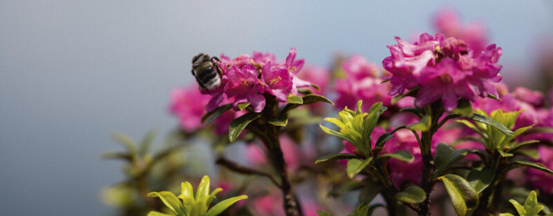Frutt Informieren Sommer Einkaufsmoeglichkeiten Footer