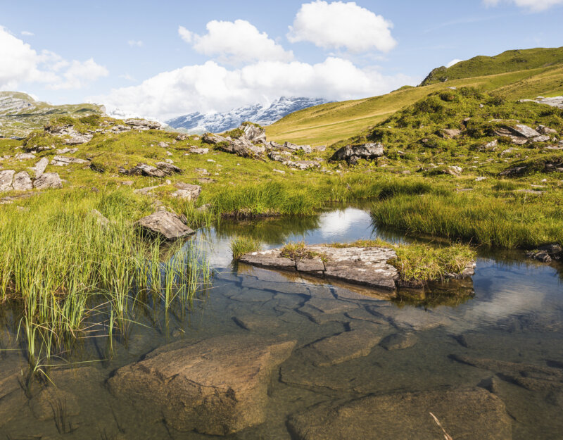 Frutt Informieren Sommer Hero