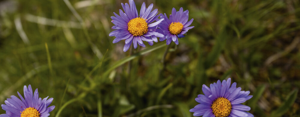 Frutt Planen Buchen Sommer Gruppenpreise Footer